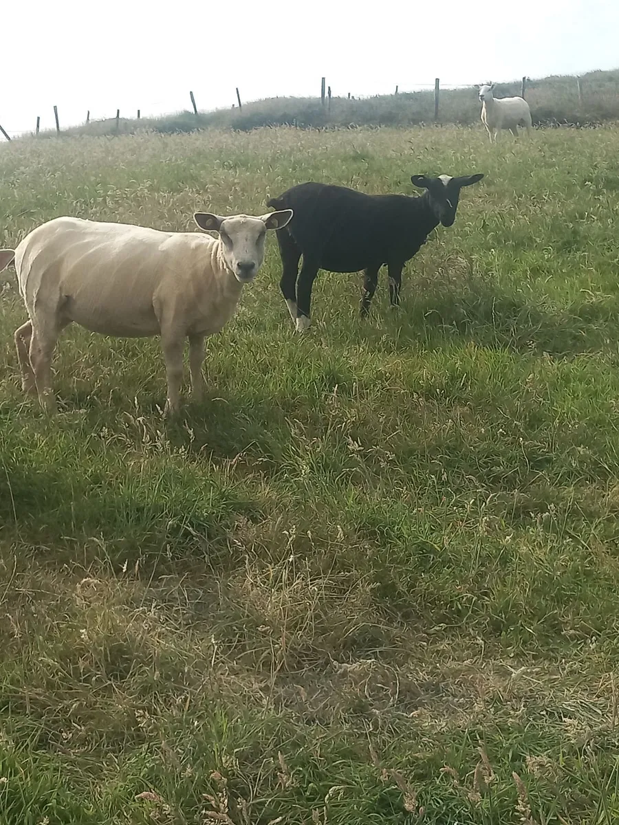 Hogget ewes - Image 1