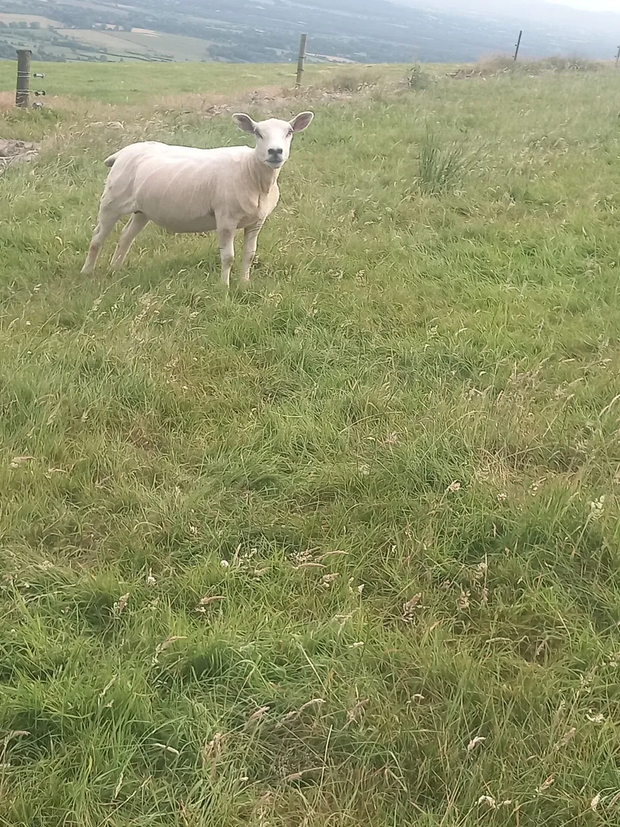 Hogget ewes - Image 2