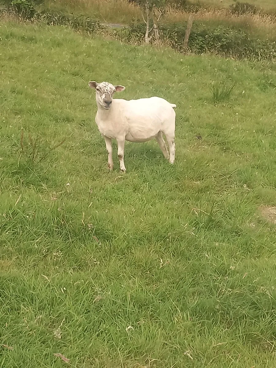 Hogget ewes - Image 3