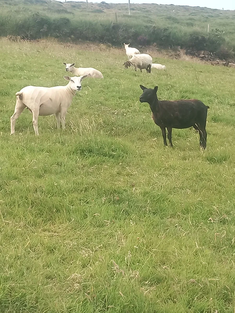 Hogget ewes - Image 4
