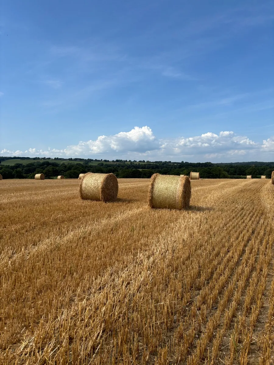 Barley straw - Image 2