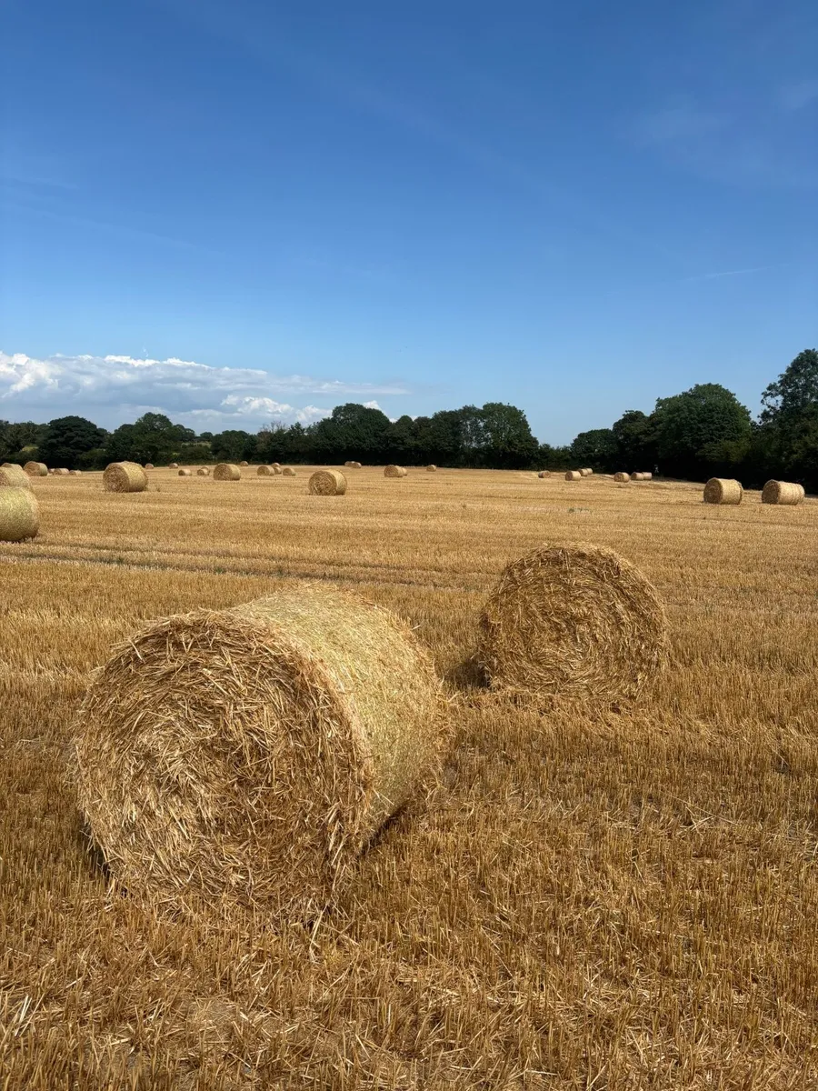 Barley straw - Image 1