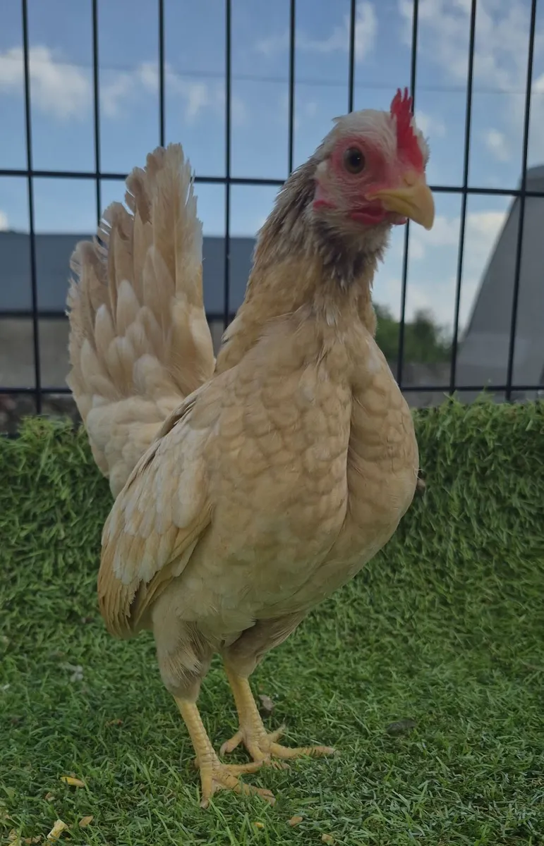 Poultry - Image 3