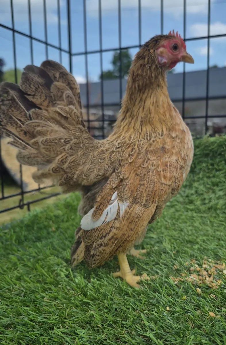 Poultry - Image 2
