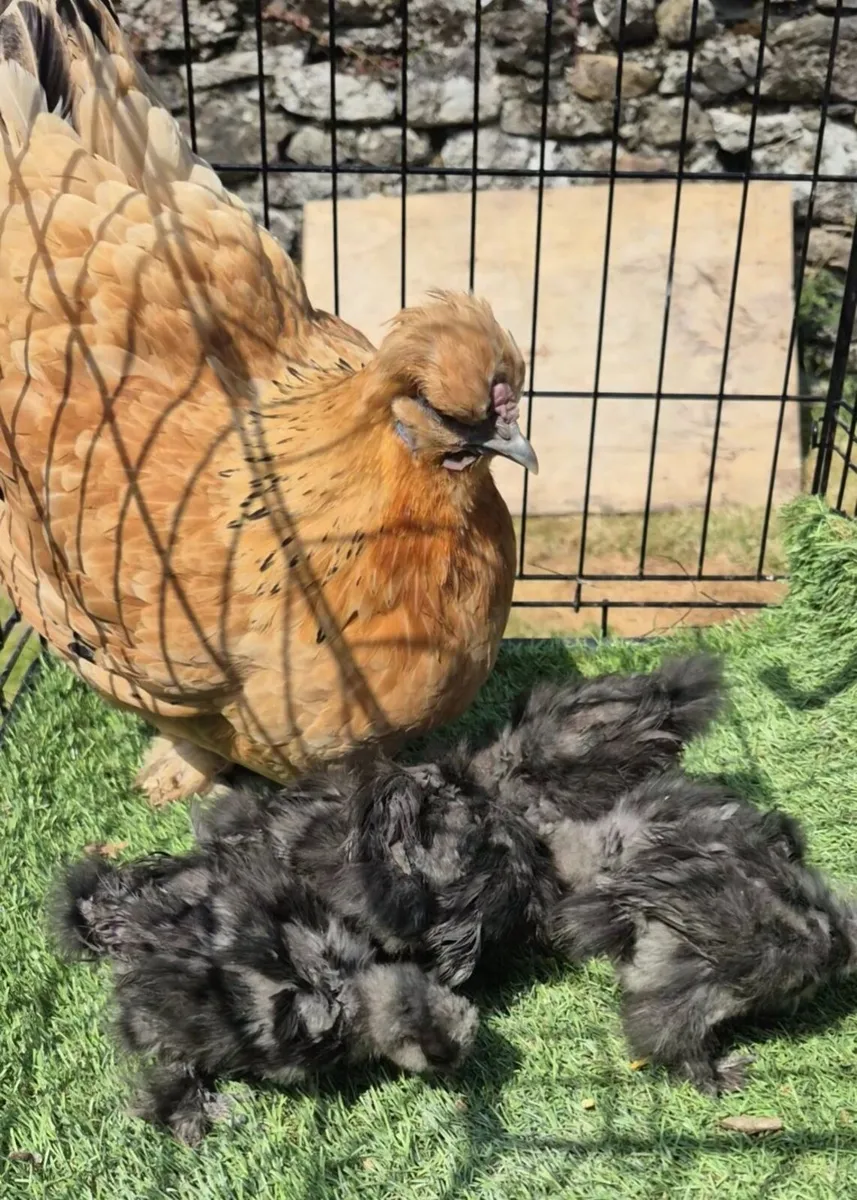Poultry - Image 4