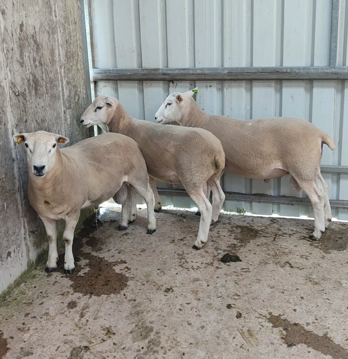 Pedigree Lleyn Ram's - Image 3