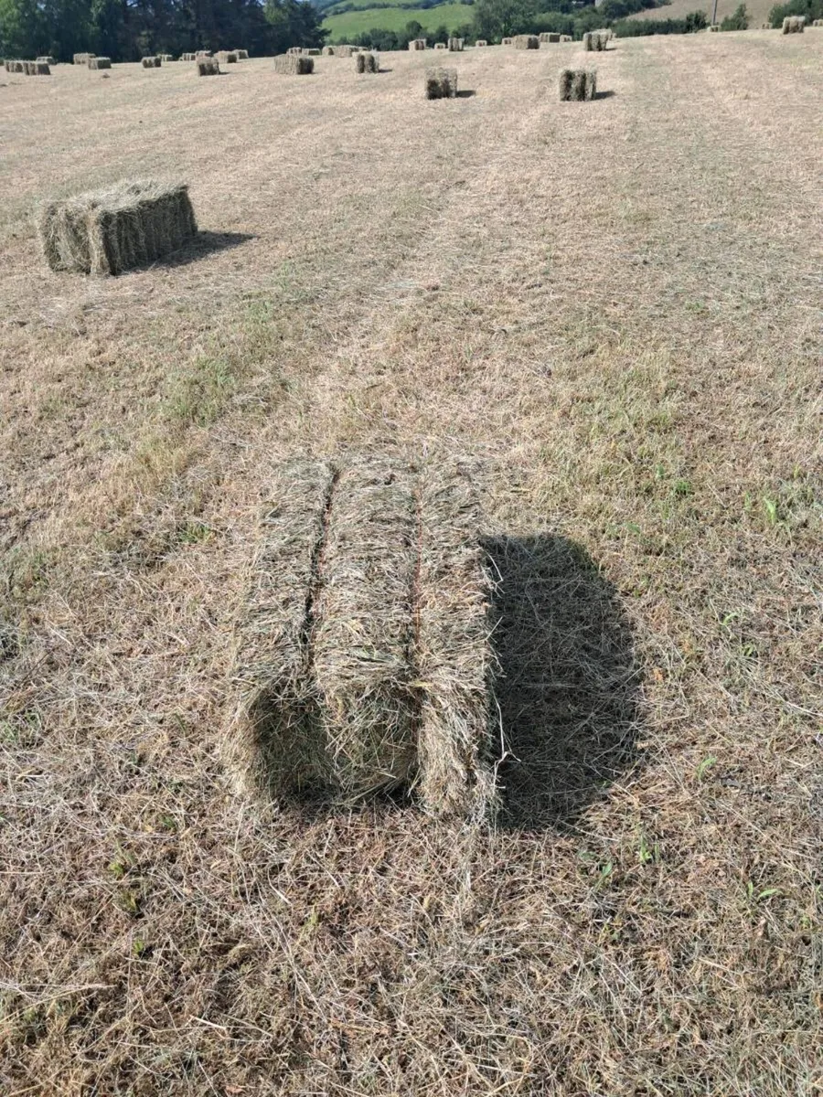 Hay Round and Square bales - Image 3