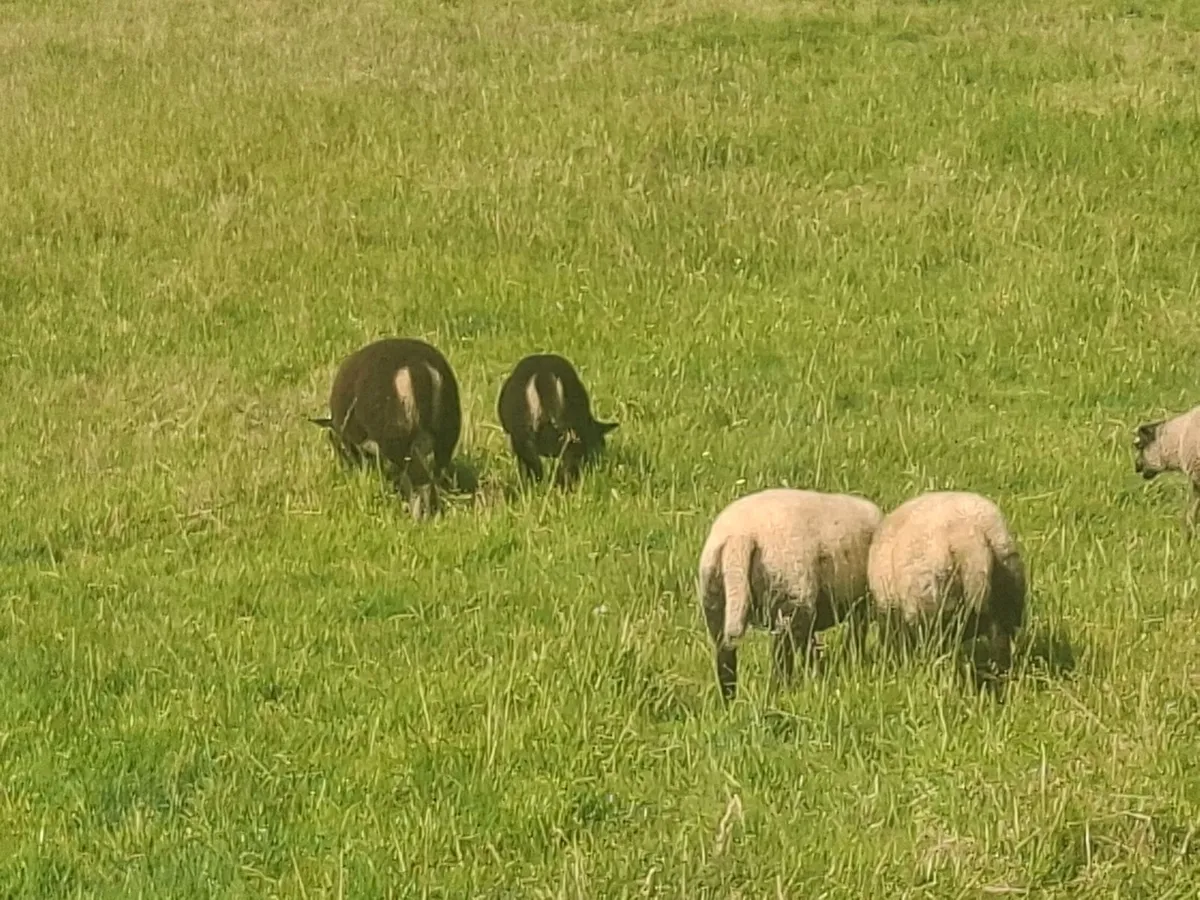 Lambs - Image 2