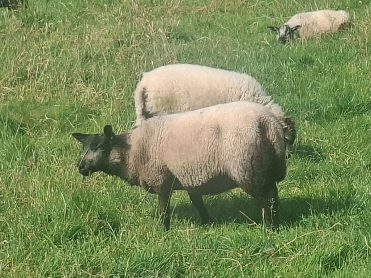 Lambs - Image 4
