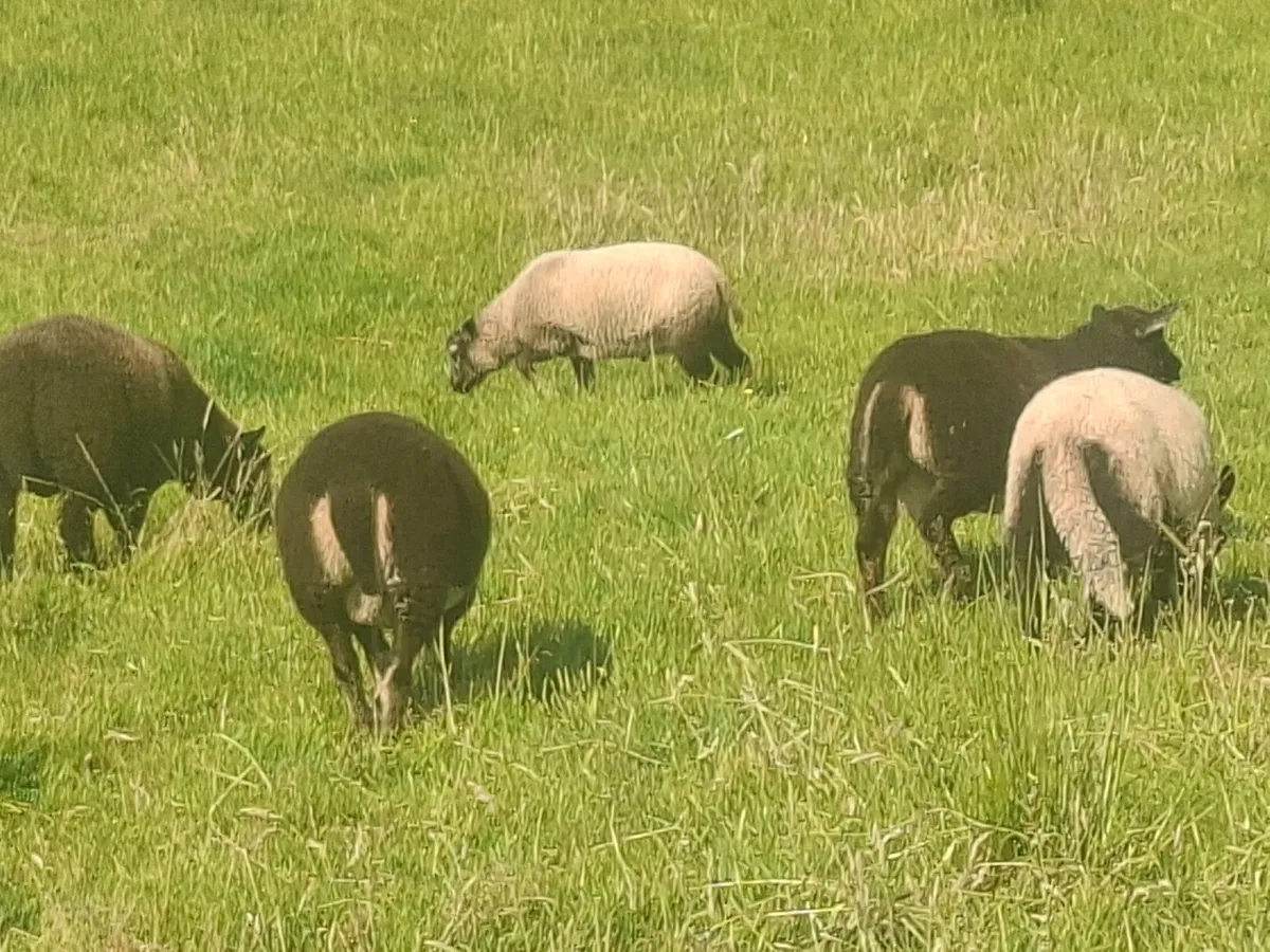 Lambs - Image 3