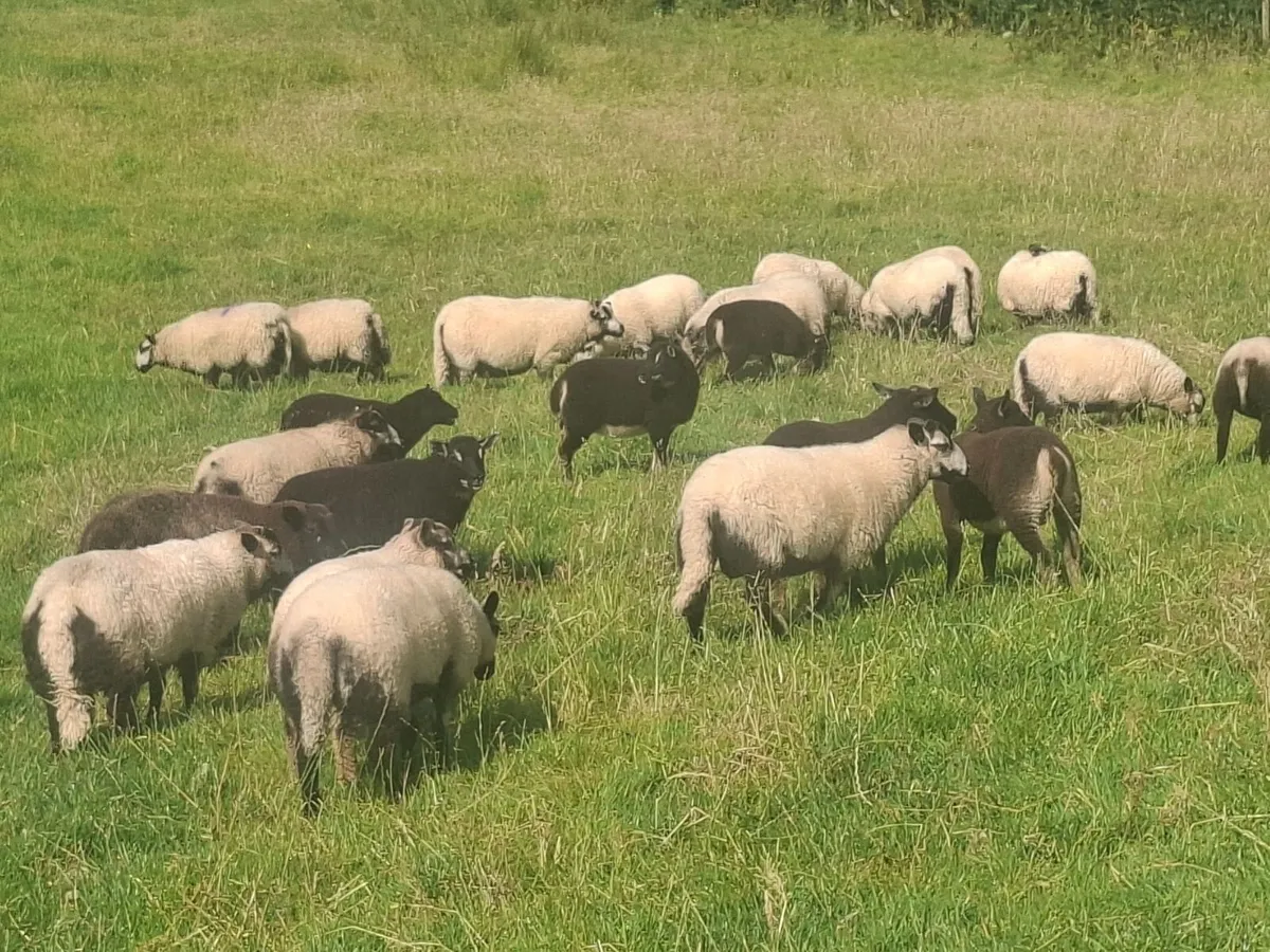 Lambs - Image 1