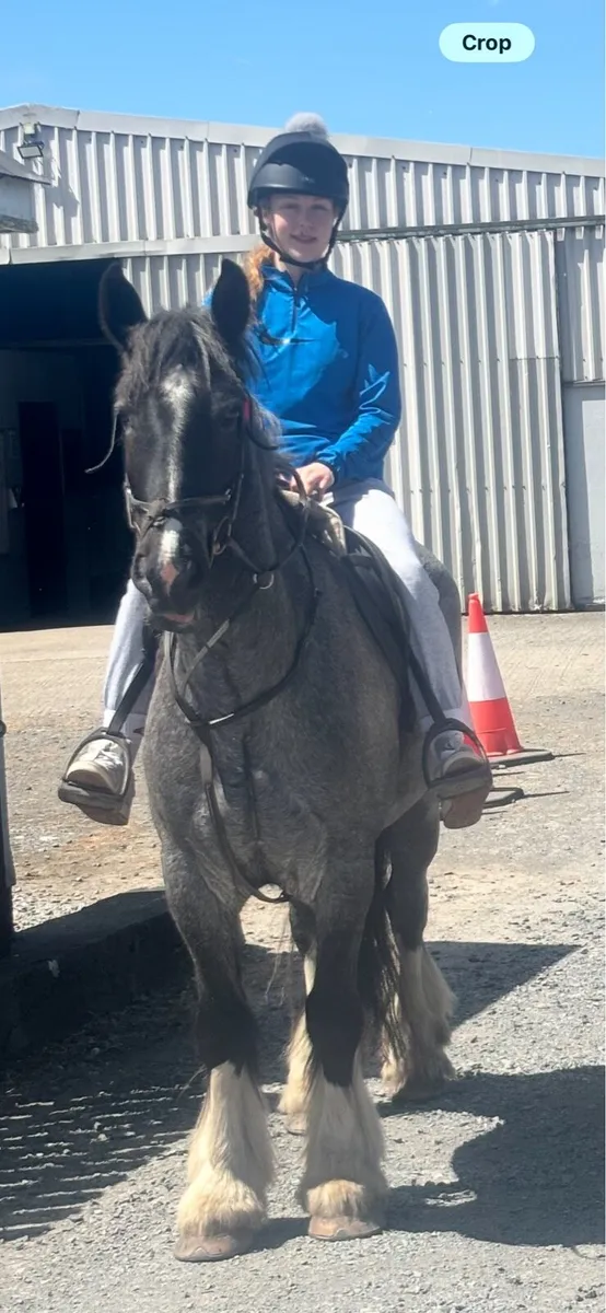 15.2 cob gelding
