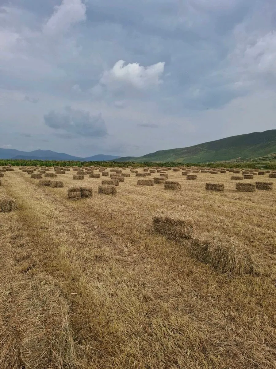 Small square hay bales