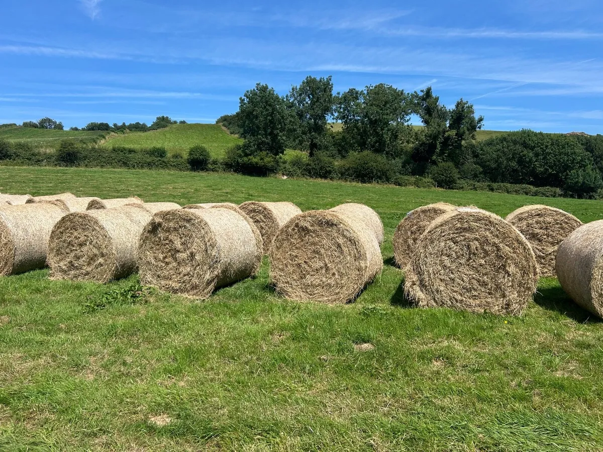 Round bales of hay for sale - Image 2