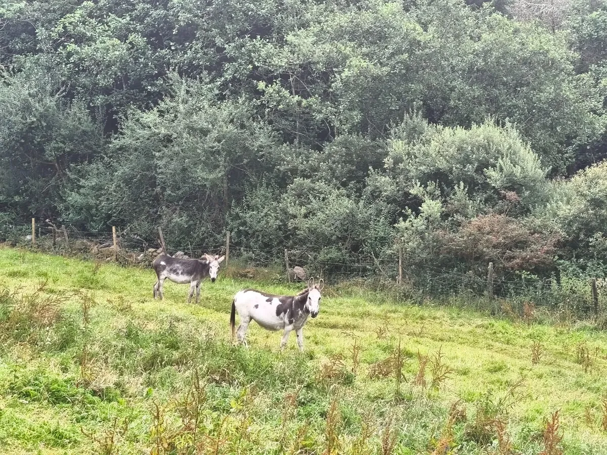 Female Donkeys - Image 1