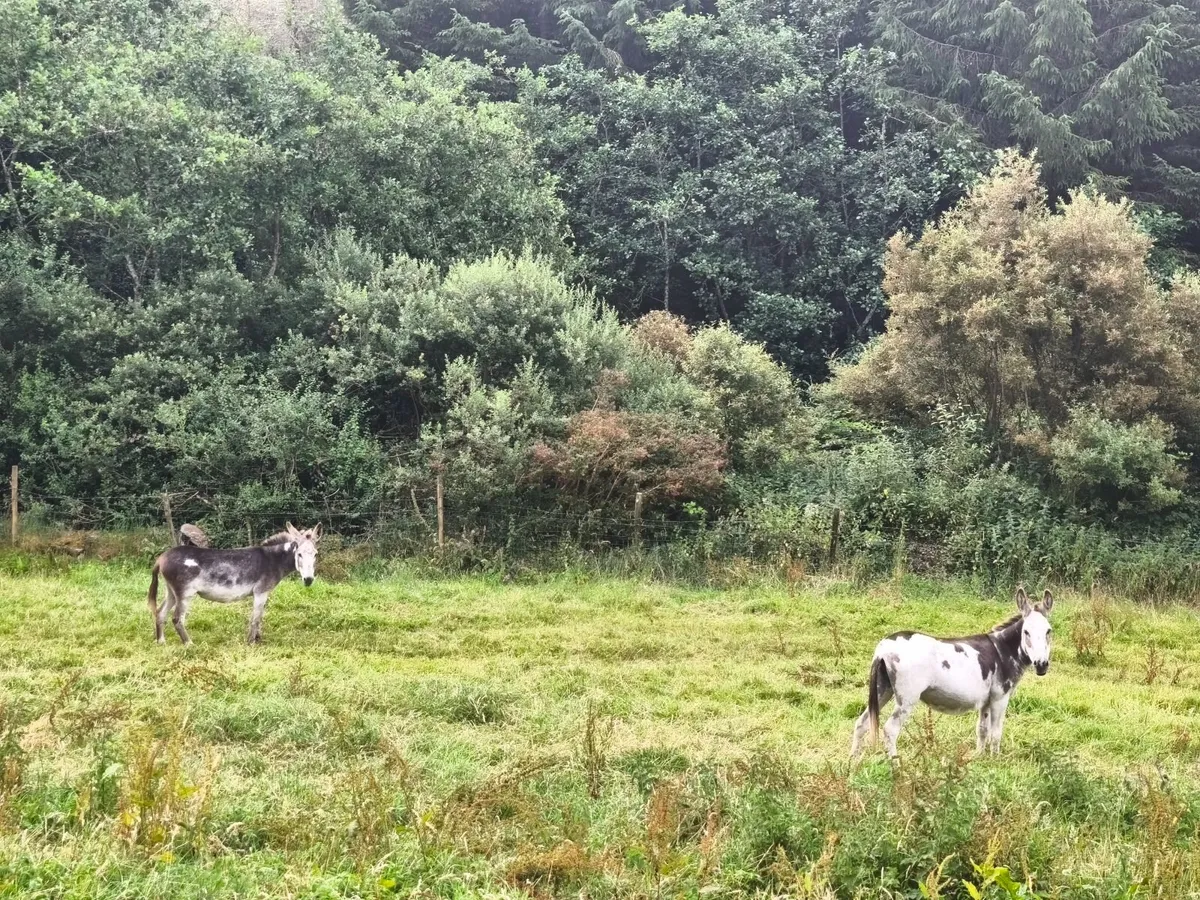 Female Donkeys - Image 2