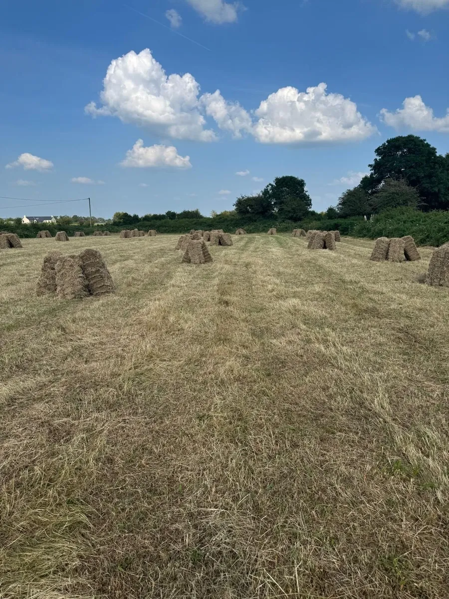 Square Bales of Hay - Image 2