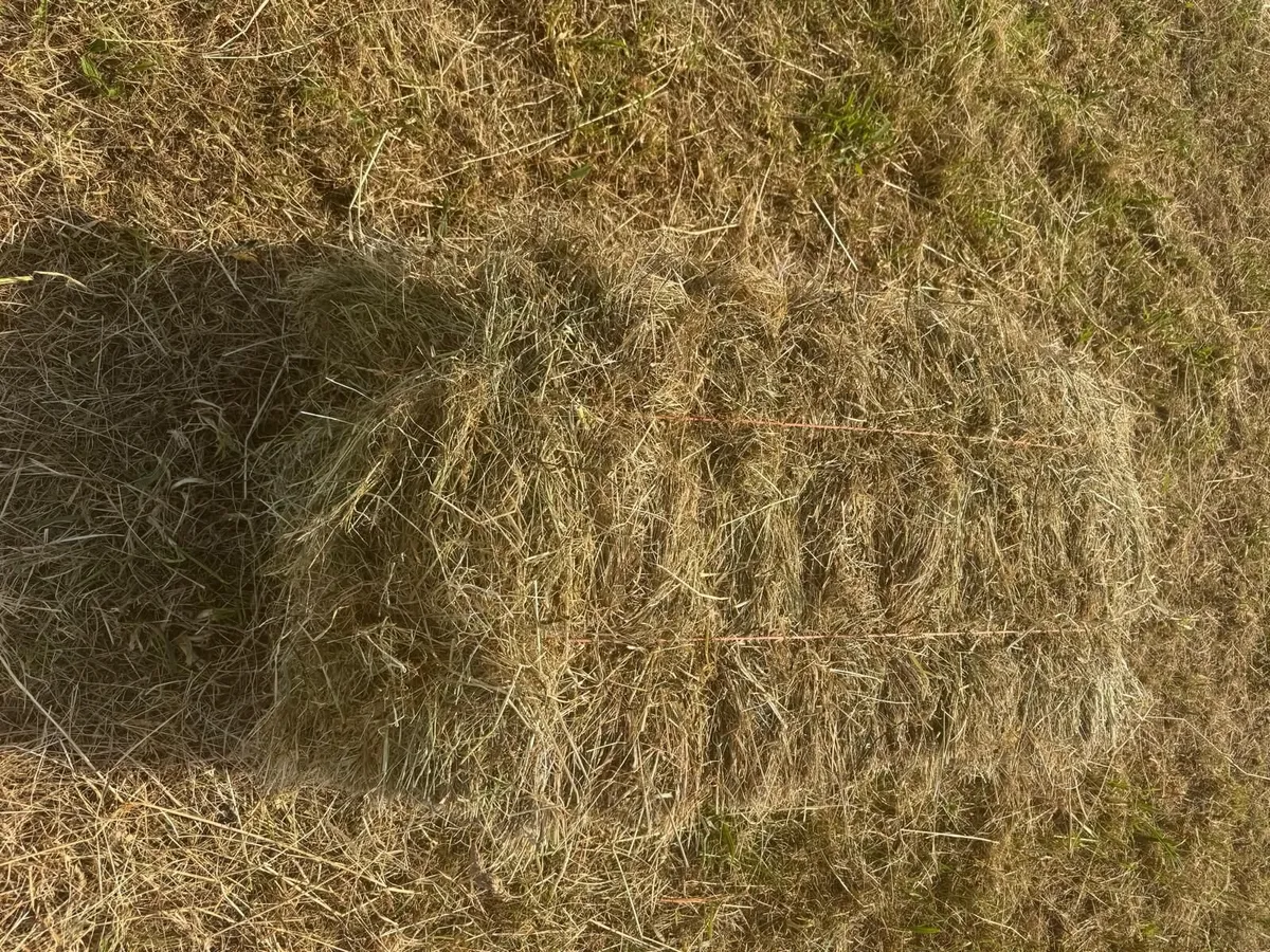 Square Bales of Hay - Image 3