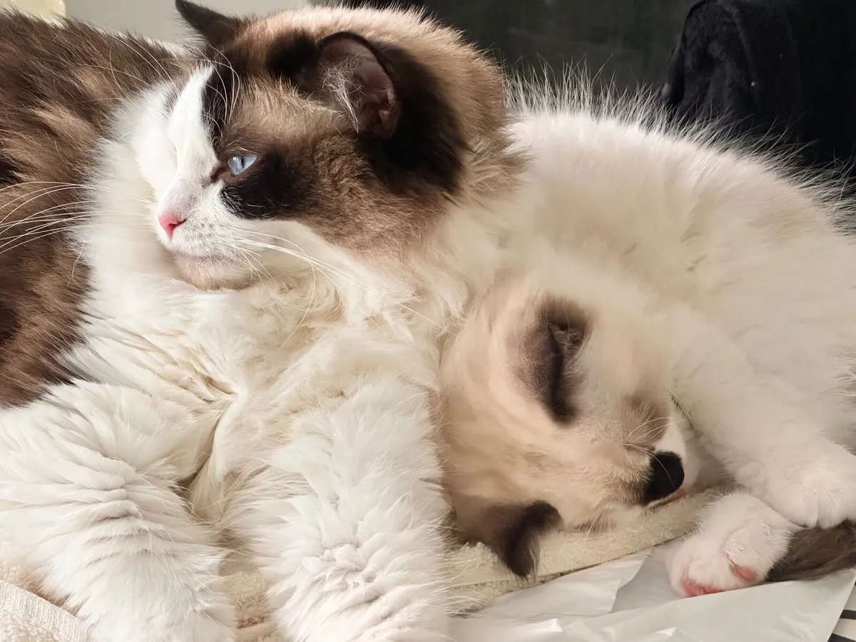 Purebred Ragdoll Kitten – Female – TICA Registered - Image 3