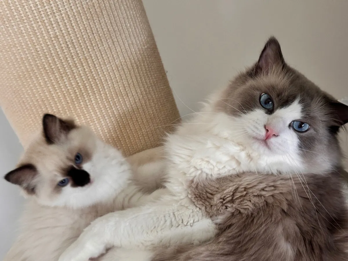 Purebred Ragdoll Kitten – Female – TICA Registered - Image 4