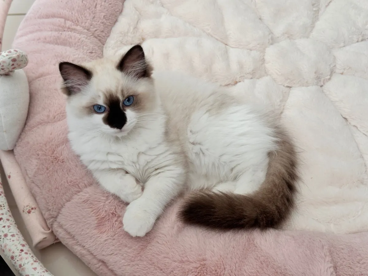 Purebred Ragdoll Kitten – Female – TICA Registered - Image 1