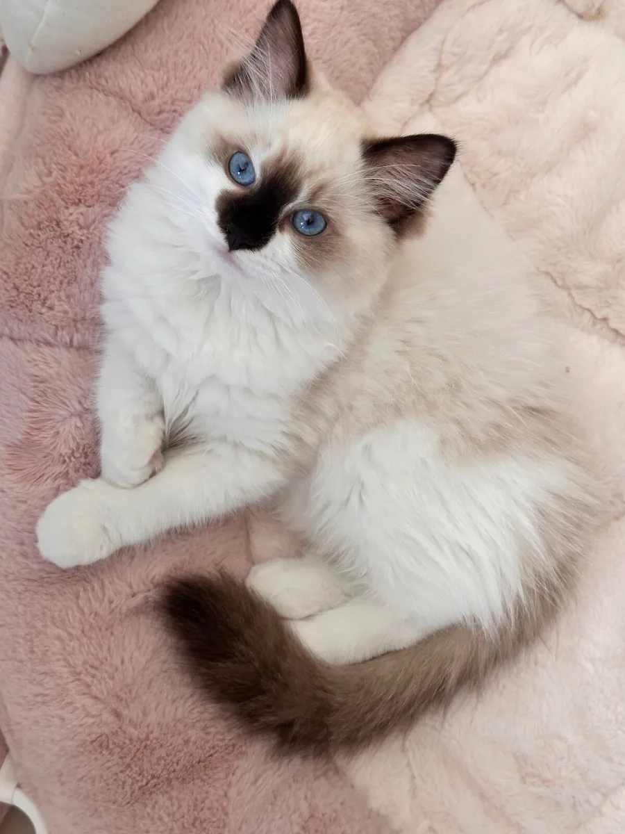 Purebred Ragdoll Kitten – Female – TICA Registered - Image 2