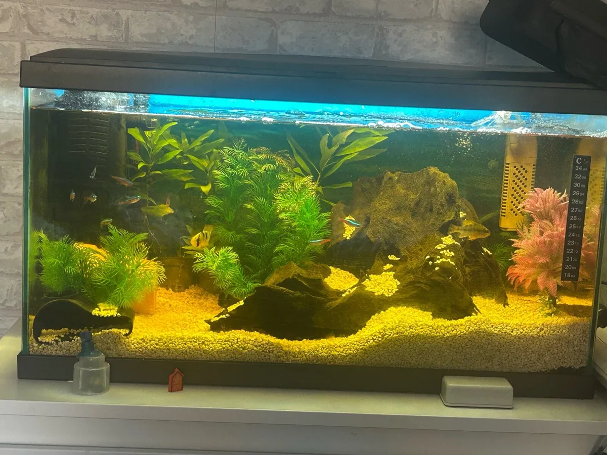 Fish tank best offers this weekend - Image 1