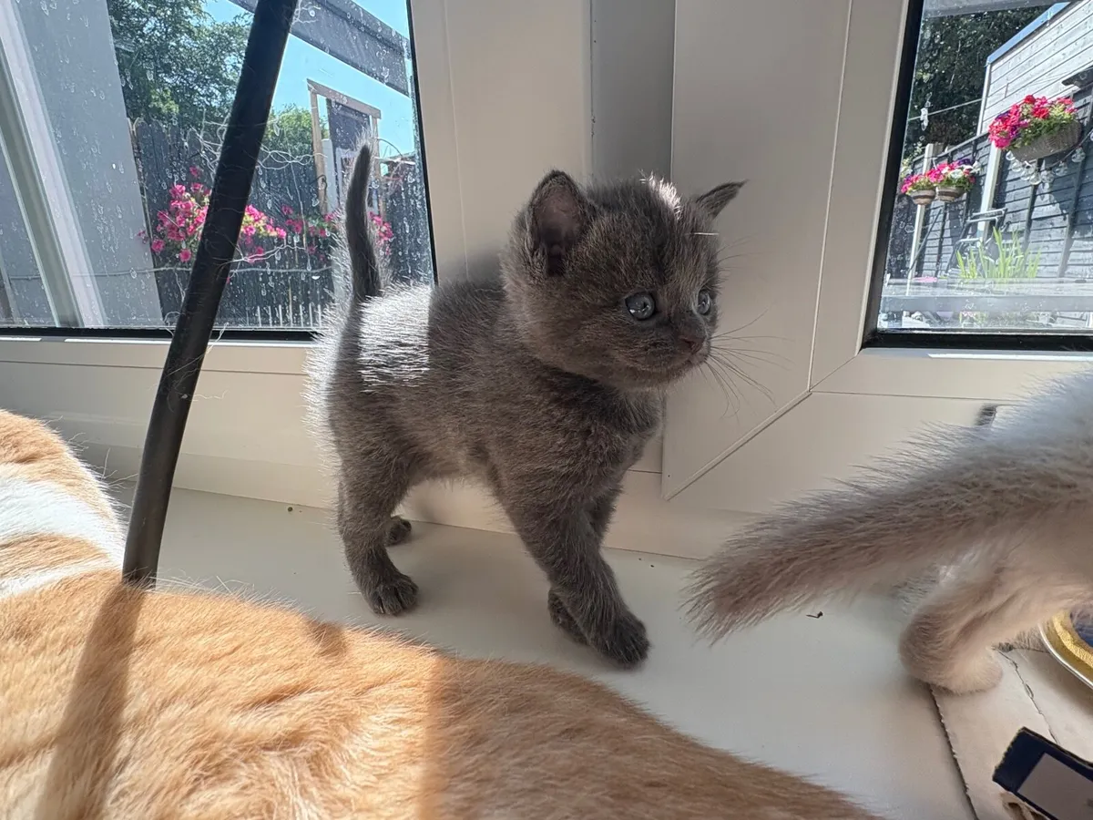 Scottish fold kittens blue eyes - Image 2