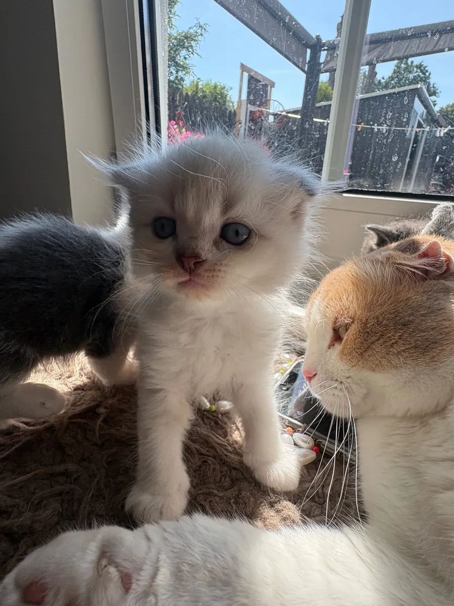 Scottish fold kittens blue eyes - Image 4