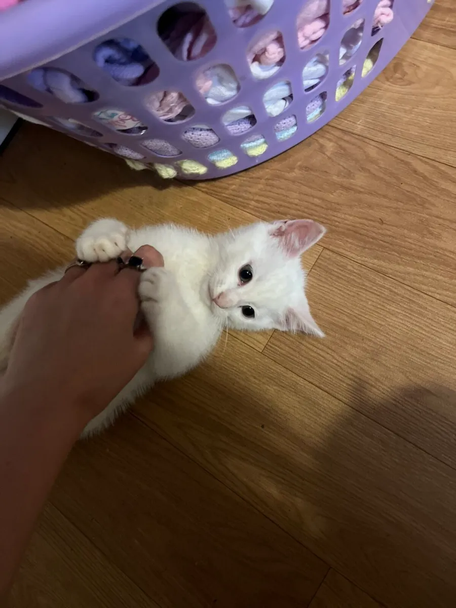 Beautiful white male kitten - Image 3