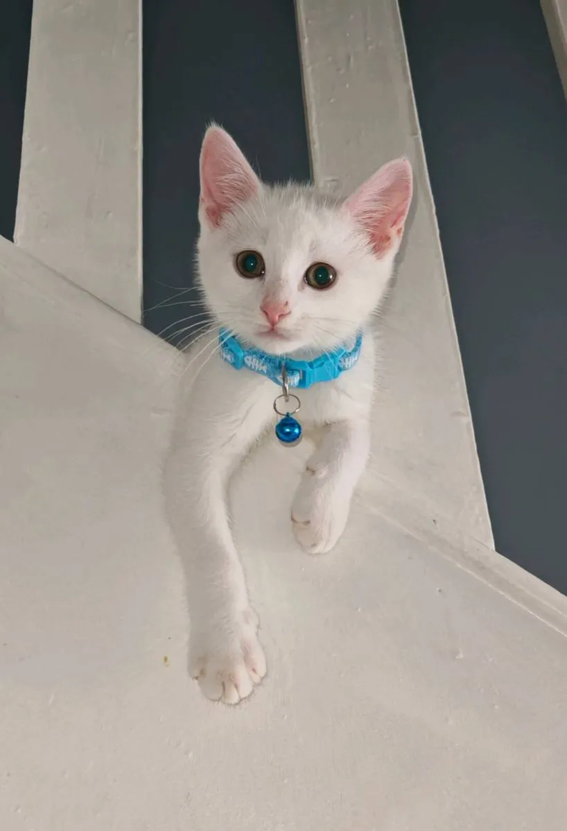 Beautiful white male kitten - Image 1