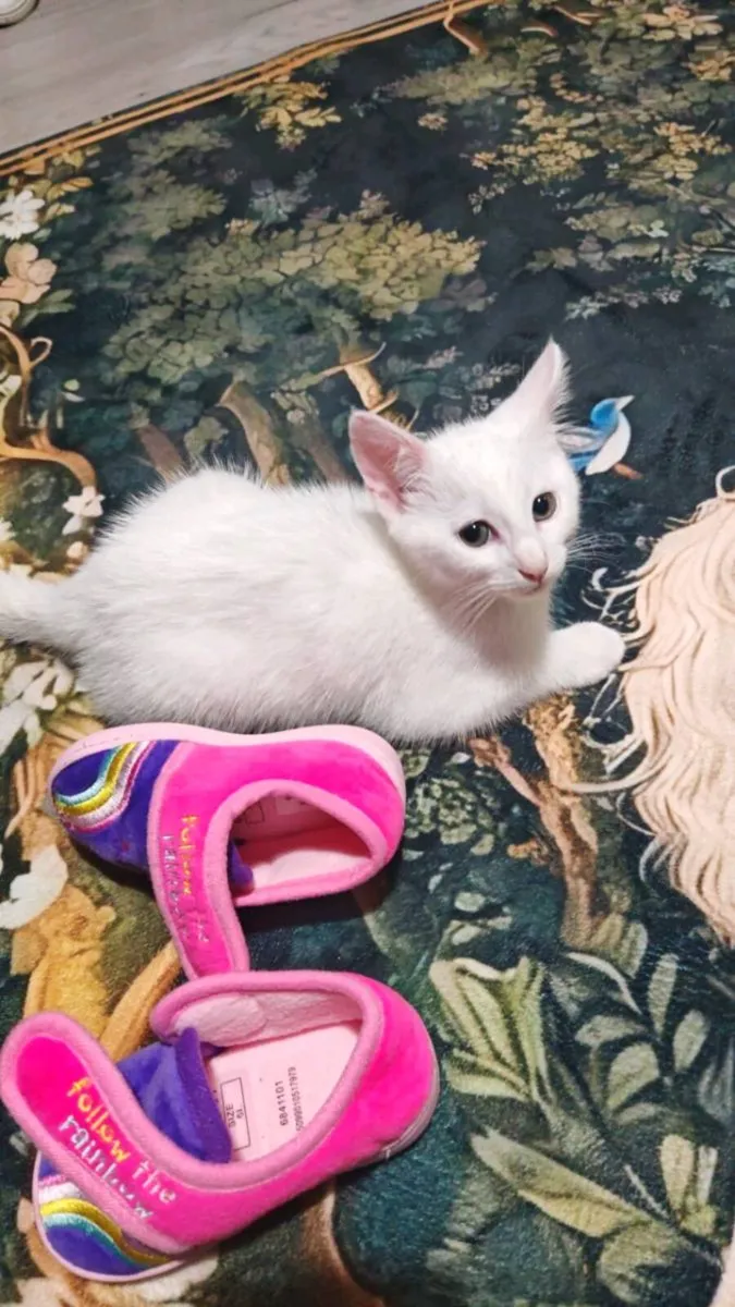 Beautiful white male kitten - Image 2