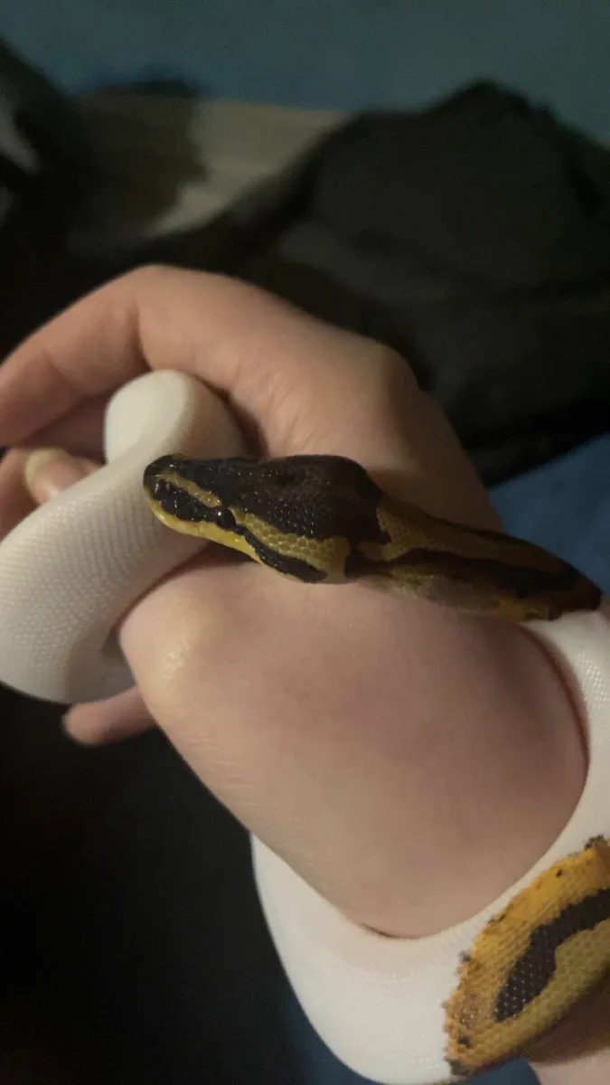 Male Pied Ball Python - Image 3