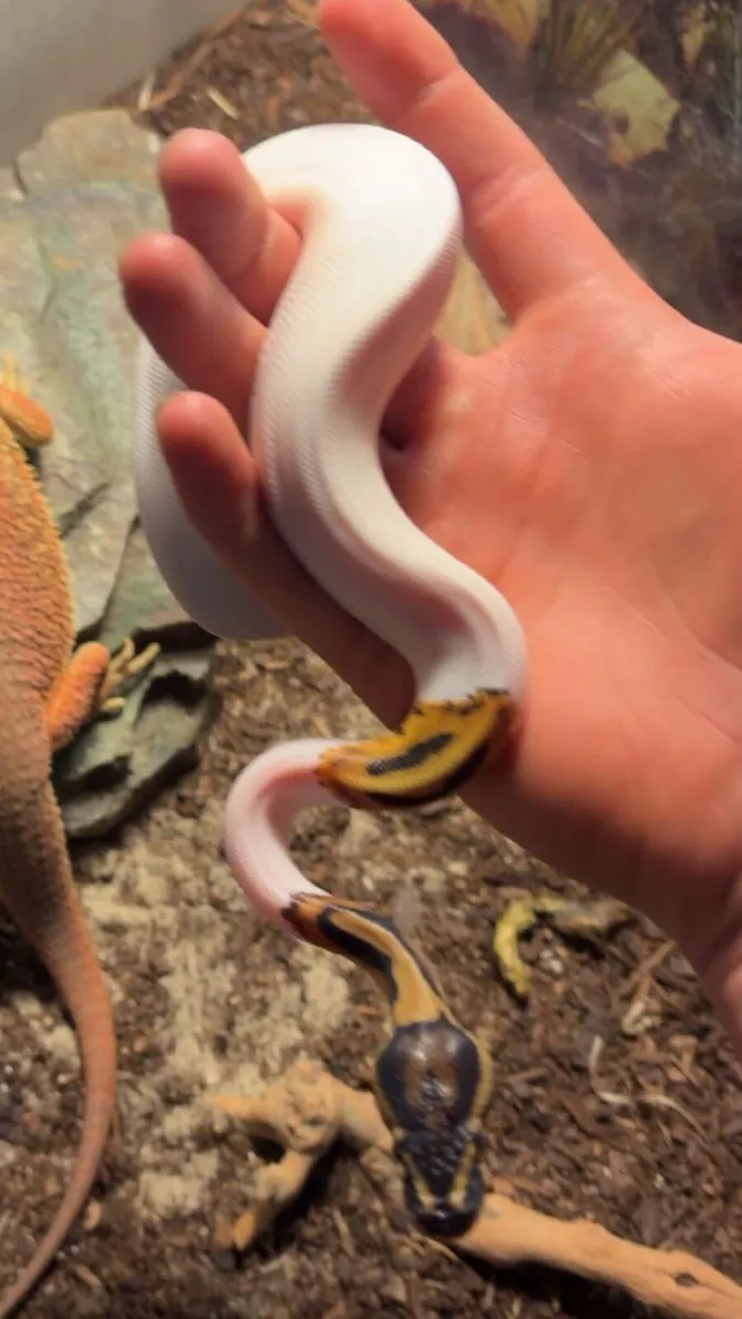 Male Pied Ball Python - Image 2