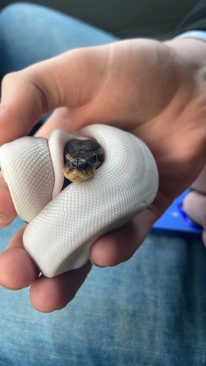 Male Pied Ball Python - Image 1
