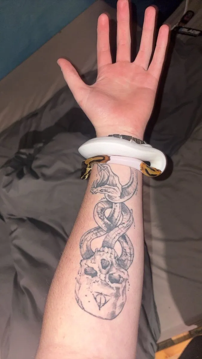 Male Pied Ball Python - Image 4