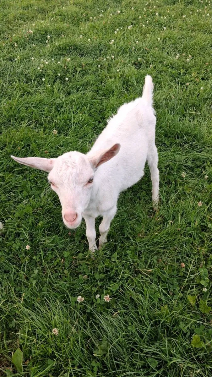 For Sale Saanen kid goats - Image 1