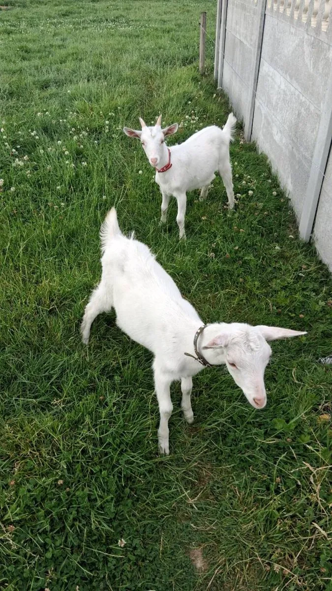For Sale Saanen kid goats - Image 2