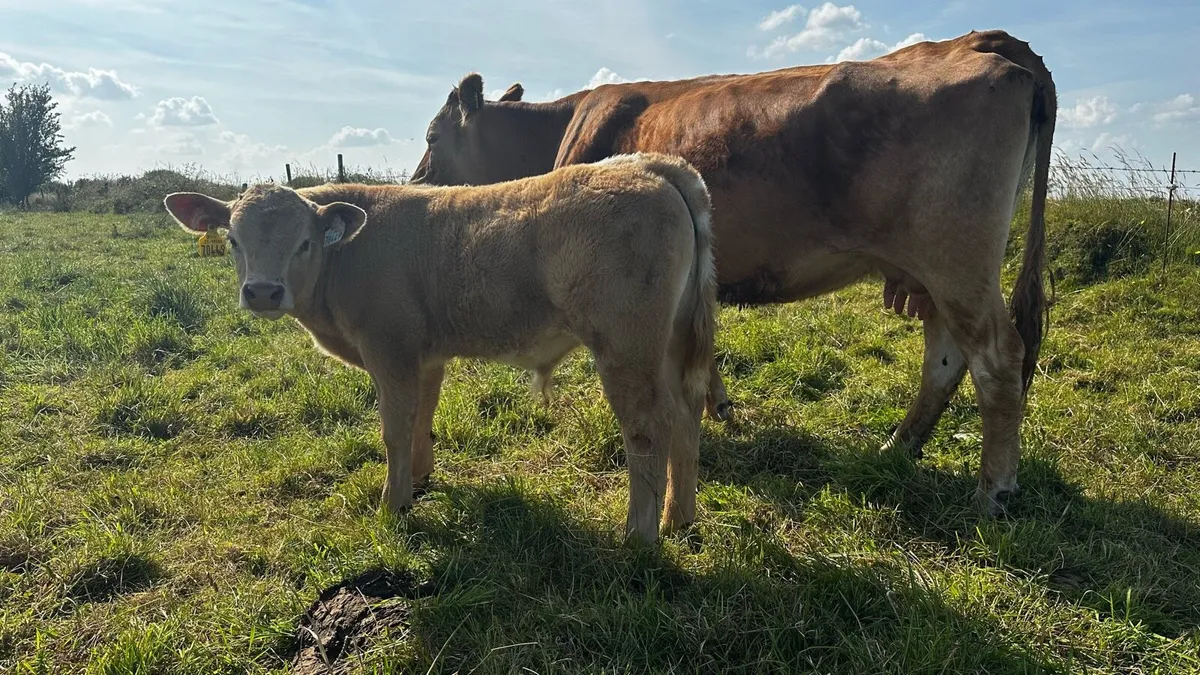 3 Cows with Charolais Calves at foot newly tested - Image 1