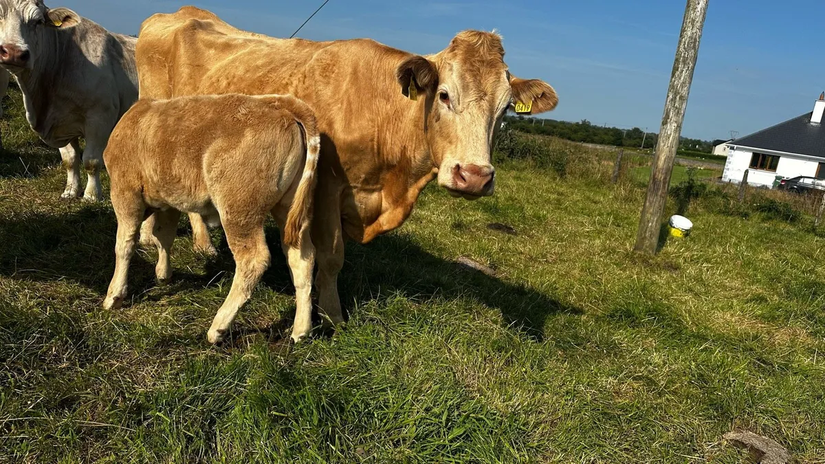 3 Cows with Charolais Calves at foot newly tested - Image 2