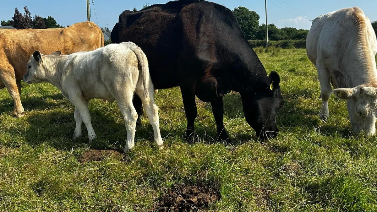 3 Cows with Charolais Calves at foot newly tested - Image 3