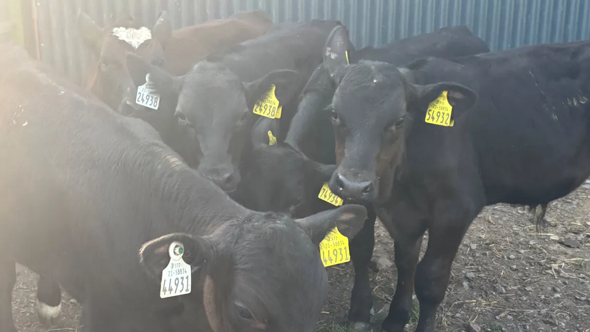 6 Quality Angus Bull Runners - Image 3