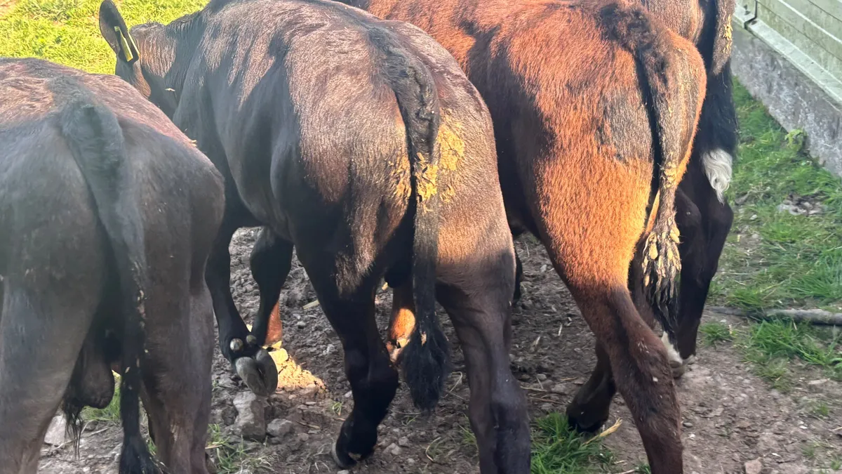 6 Quality Angus Bull Runners - Image 2
