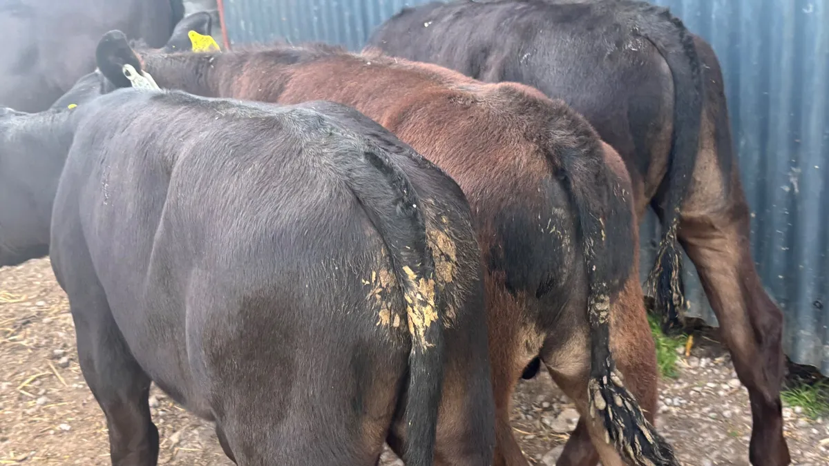 6 Quality Angus Bull Runners - Image 4