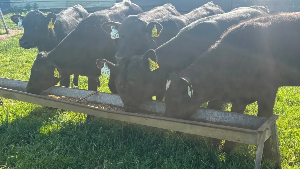 6 Quality Angus Bull Runners - Image 1