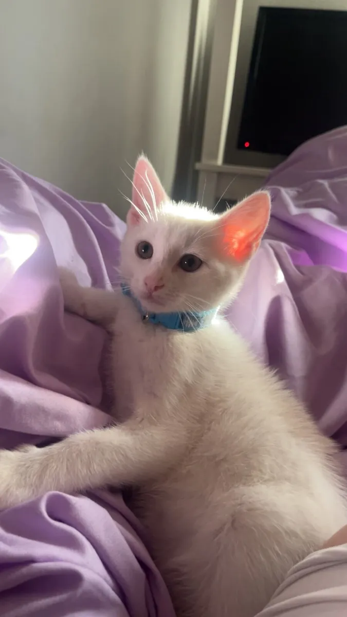 Beautiful white male kitten - Image 4