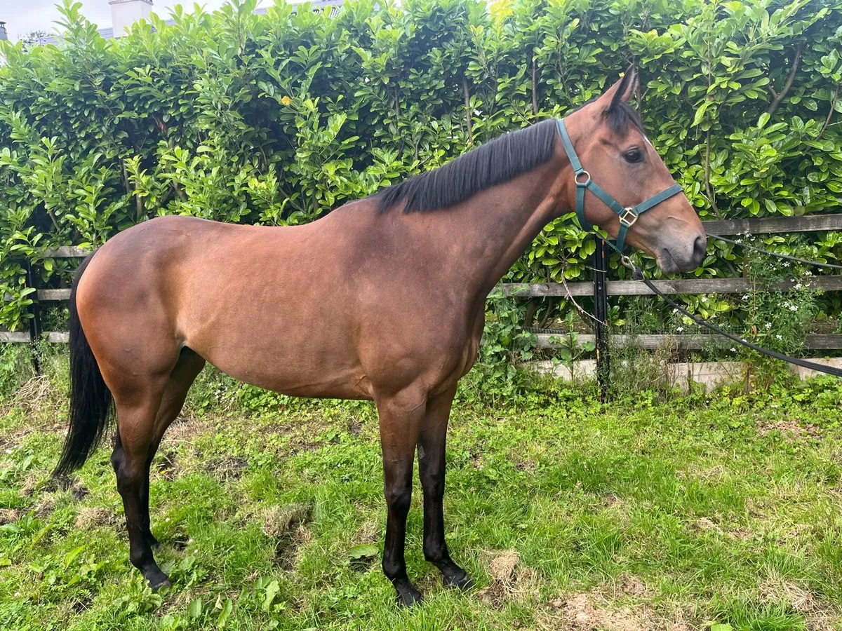 Good looking 4yo TB filly 16hh - Image 3