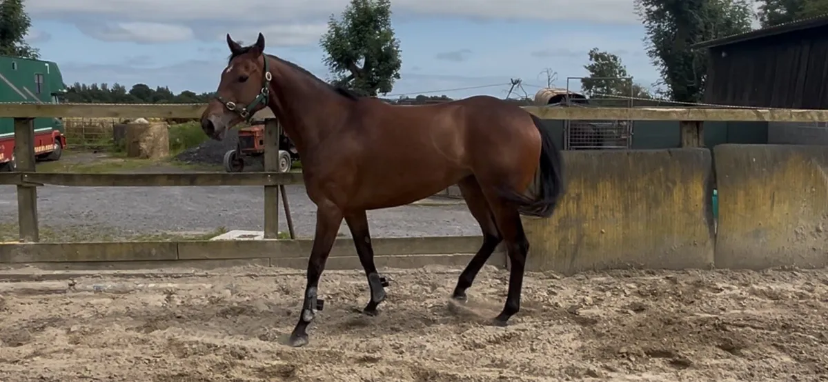 Good looking 4yo TB filly 16hh - Image 4