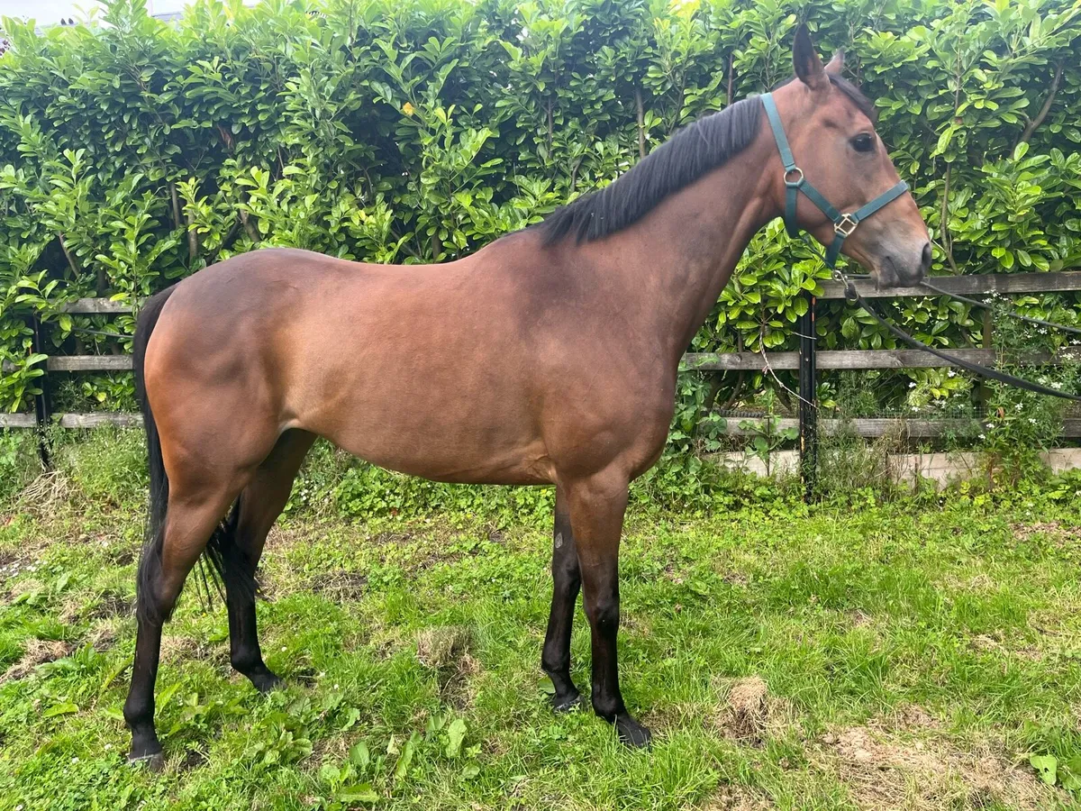 Good looking 4yo TB filly 16hh - Image 1