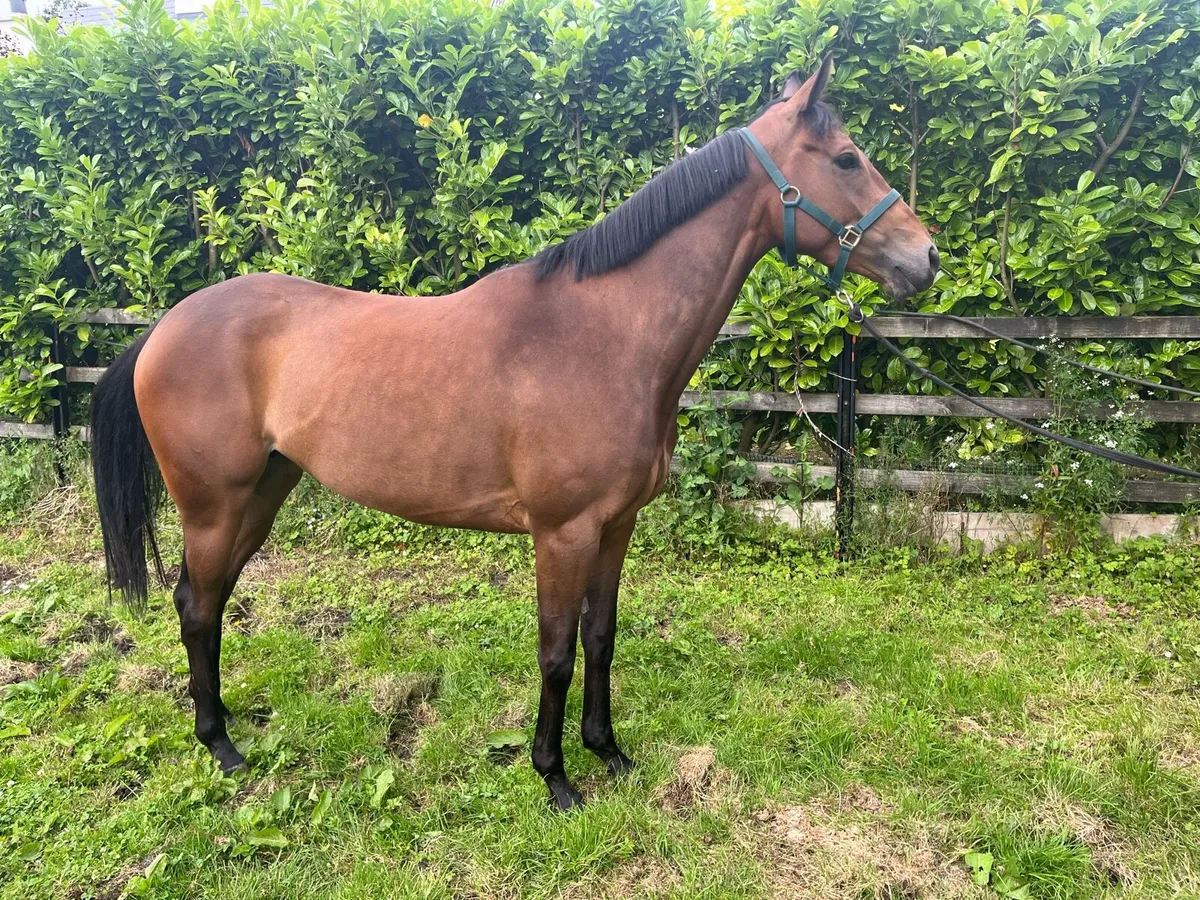 Good looking 4yo TB filly 16hh - Image 2